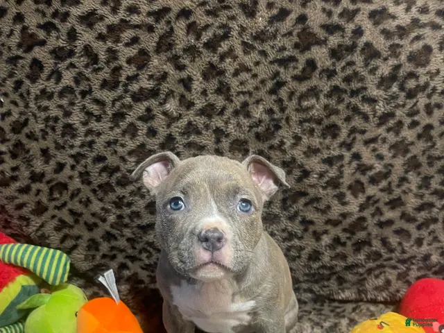 American Bully dogs for sale: American Bully 5 - Ad 35