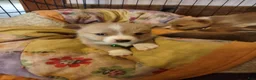 Welsh Corgi Pembroke dogs for sale: Green collar  - Ad 7