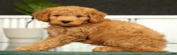 Mini Goldendoodle dogs for sale: Sunny - Ad 5