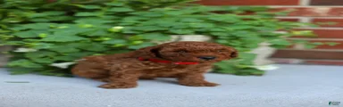 Finn-Micro