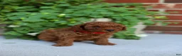 Mini Goldendoodle dogs for sale: Finn-Micro - Ad 4