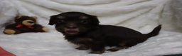 Havanese dogs for sale: Chocolate - Ad 4