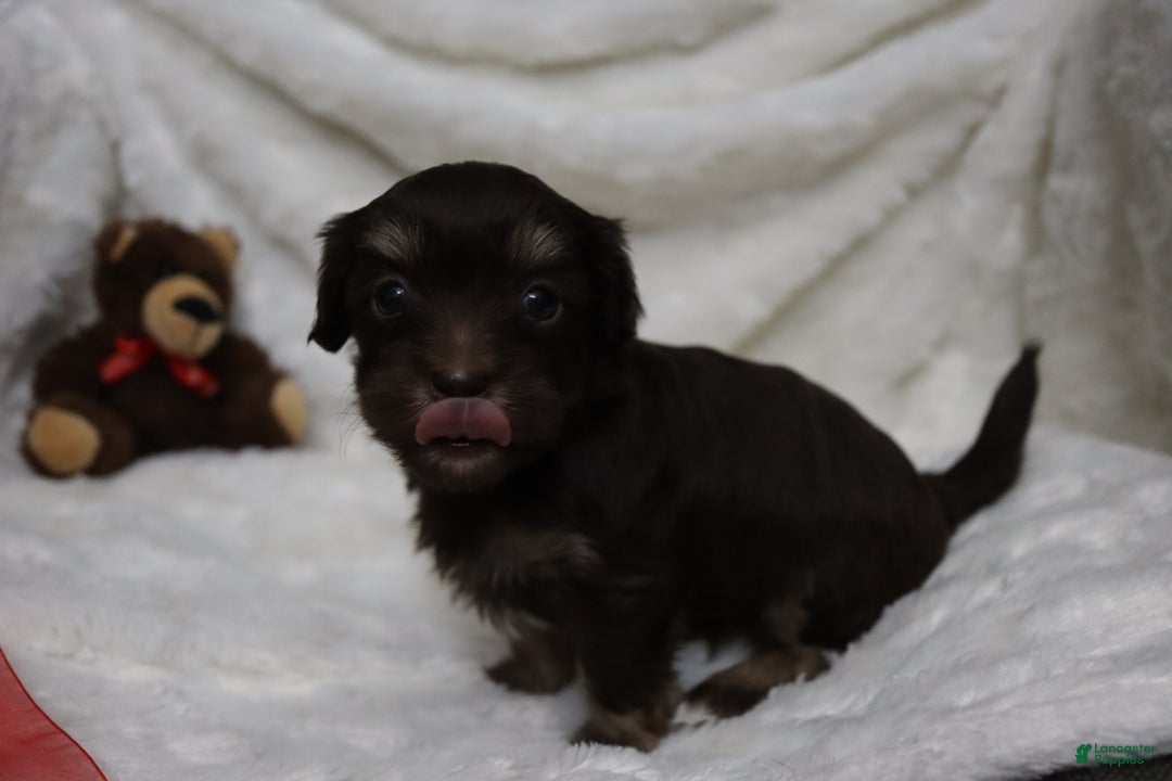 Havanese dogs for sale: Chocolate - Ad 4