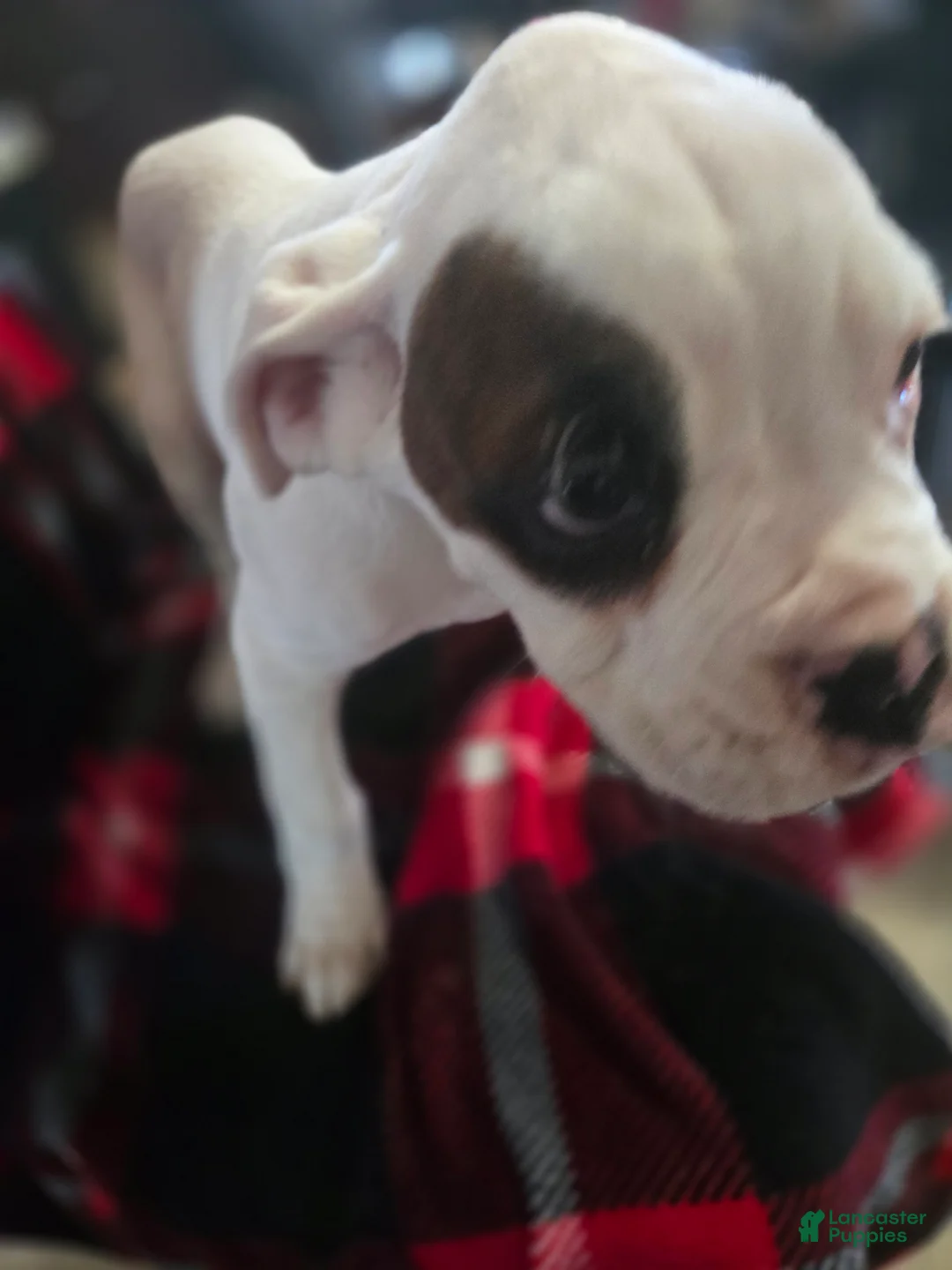 Boxer dogs for sale: Jimmy - Ad 2