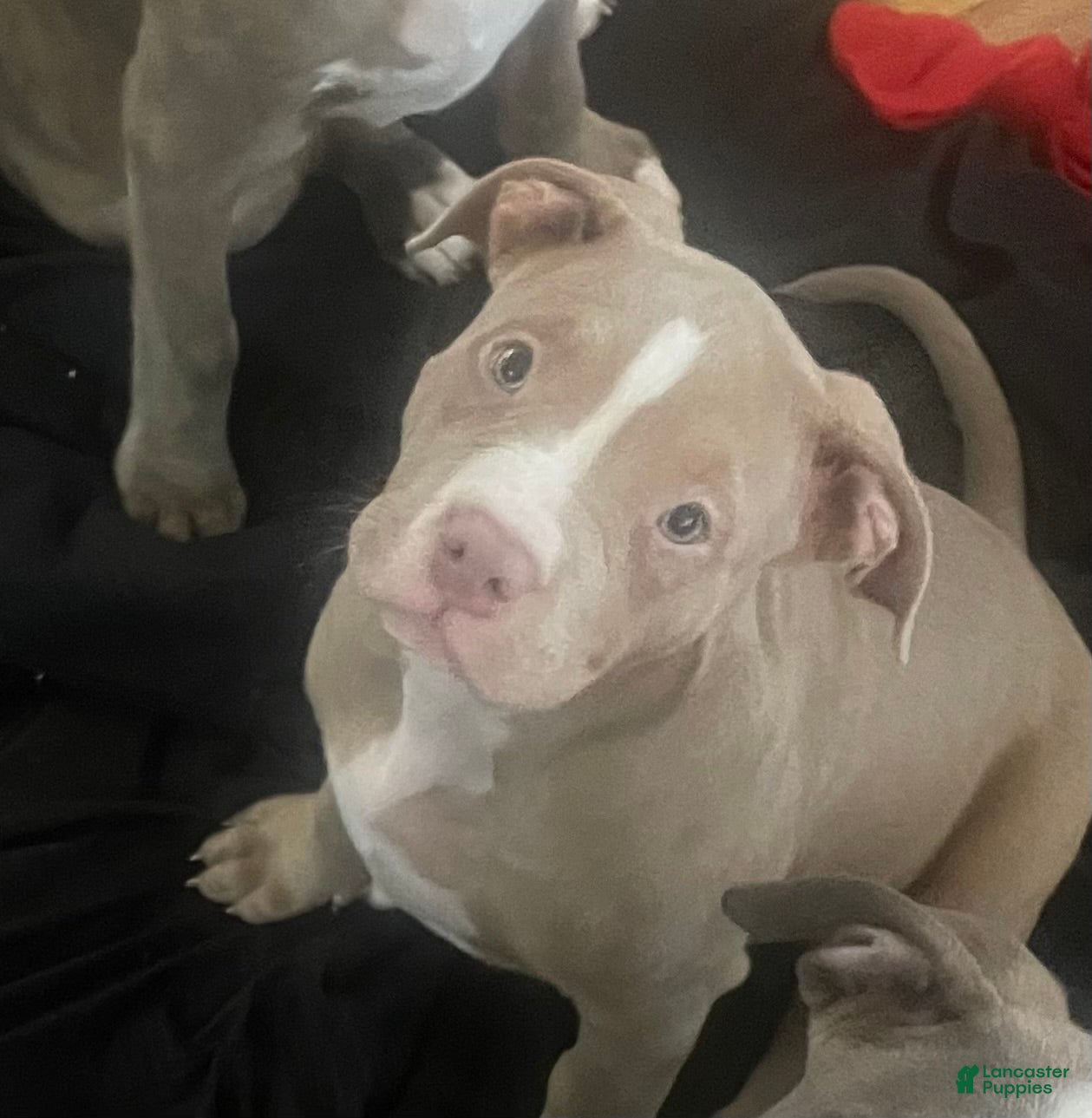 American Bully dogs Tootsi - Ad 2