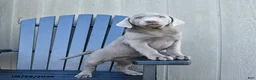 Labrador Retriever dogs for sale: Harmony - Ad 2