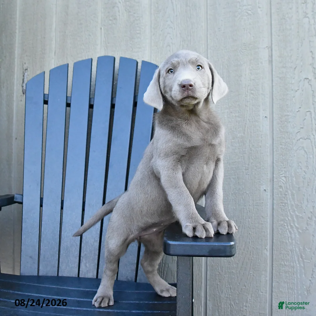 Labrador Retriever dogs for sale: Harmony - Ad 2