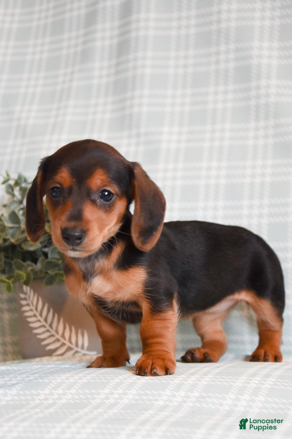 Miniature Dachshund dogs Brooke - Ad 2