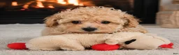 Miniature Poodle dogs for sale: Tucker - Ad 7