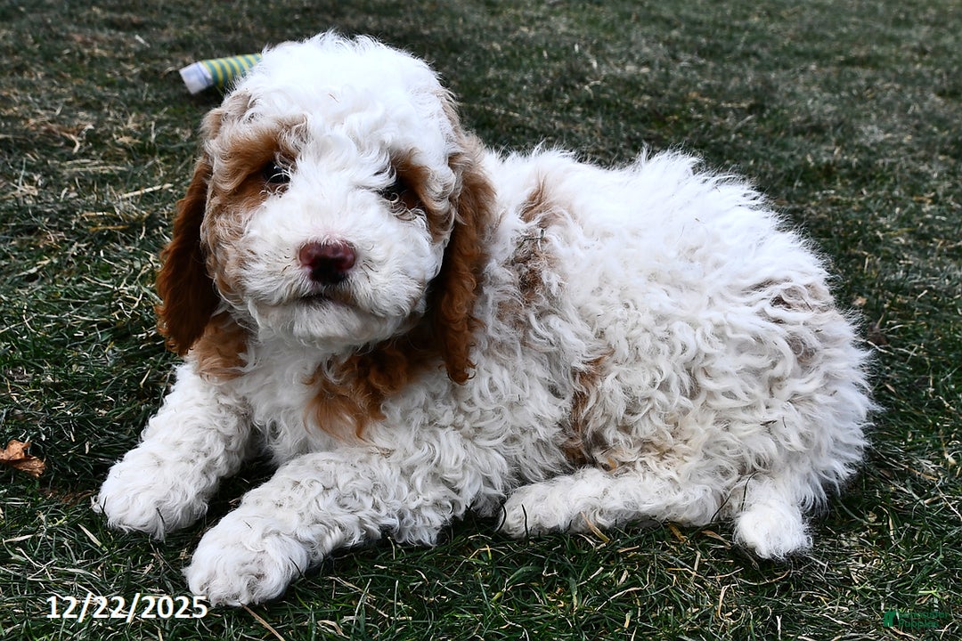 Mini Goldendoodle dogs for sale: Crystal - Ad 4