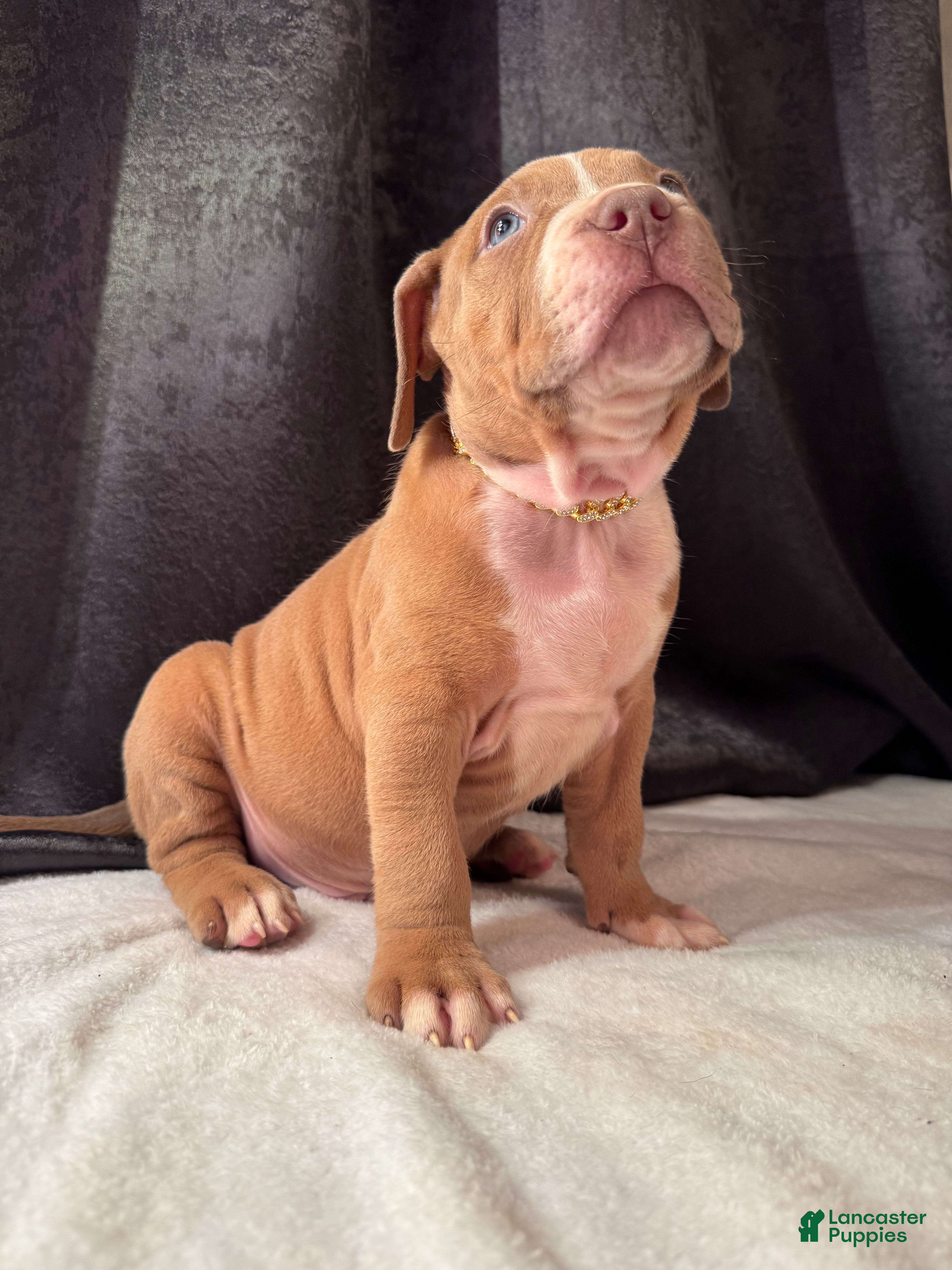 American Bully dogs American Bully Puppy 7 - Ad 2