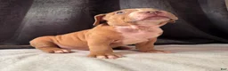 American Bully dogs for sale: American Bully Puppy 7 - Ad 2