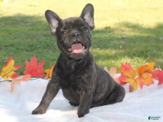 French Bulldog dogs - Ad 29