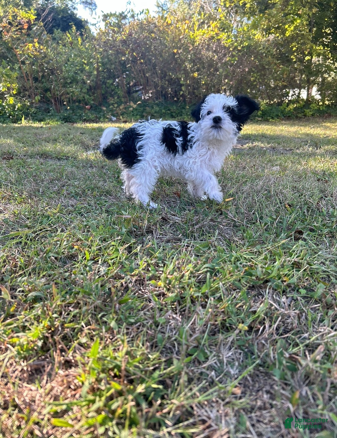 JOEY for sale in Delran Lancaster Puppies