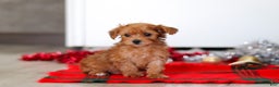 Yorkiepoo dogs for sale: Archie - Ad 4