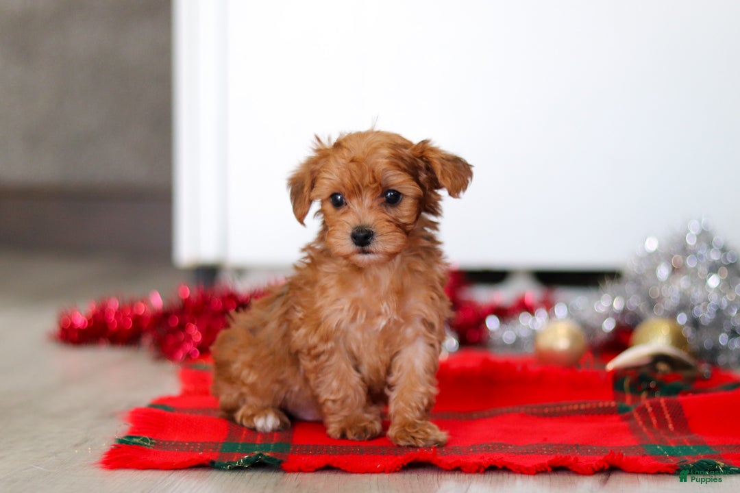 Yorkiepoo dogs for sale: Archie - Ad 4