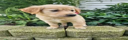 Golden Retriever dogs for sale: Bree - Ad 3