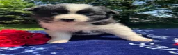 Pomsky dogs for sale: Kiwi - Ad 3