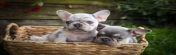 French Bulldog dogs for sale: 🐾 Meet Knox — A Happy Little Frenchie with Plenty of Love to Give! 🐾 - Ad 23
