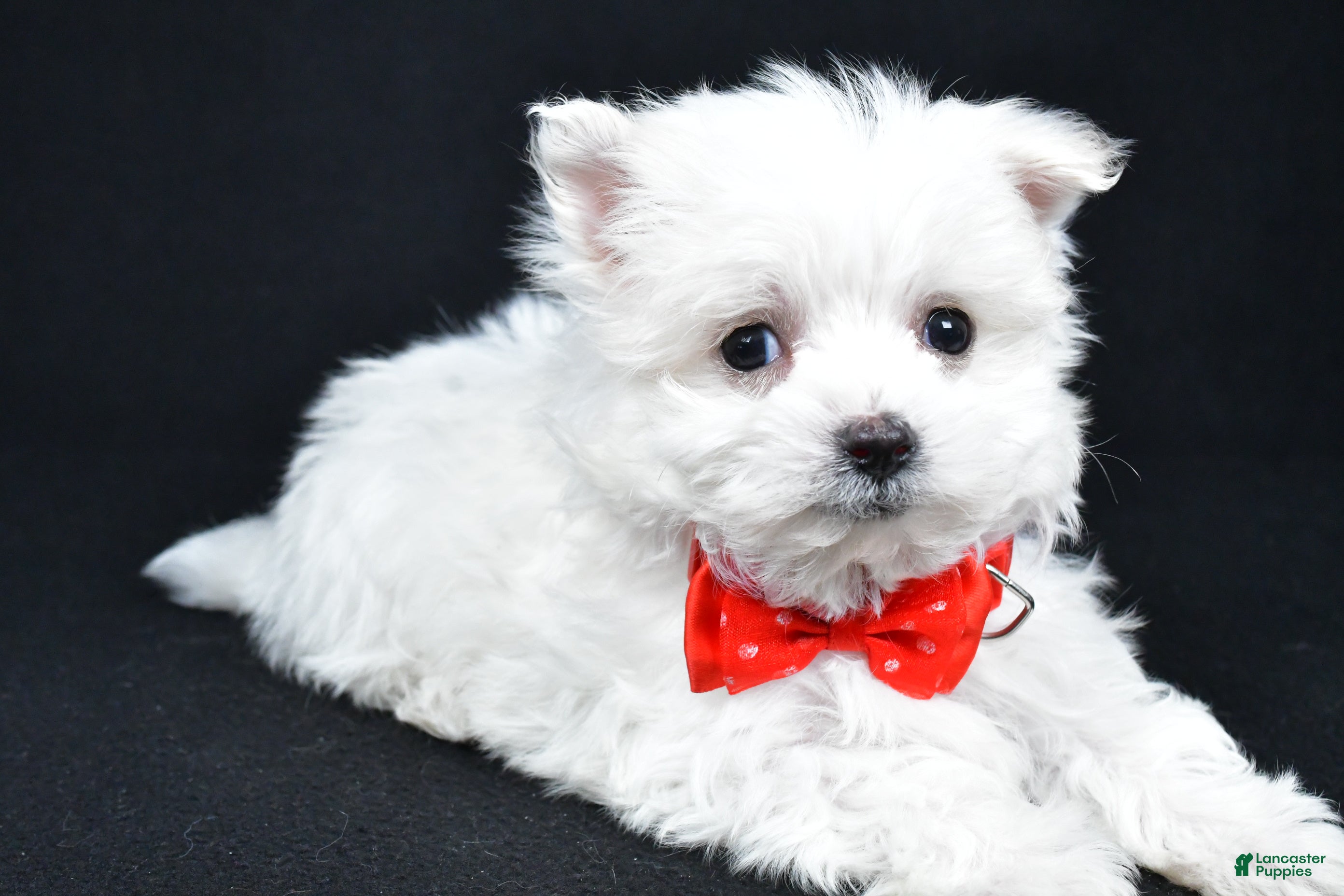 Maltese dogs Alexander - Ad 2