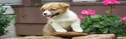 Welsh Corgi Pembroke dogs for sale: Fern - Ad 5