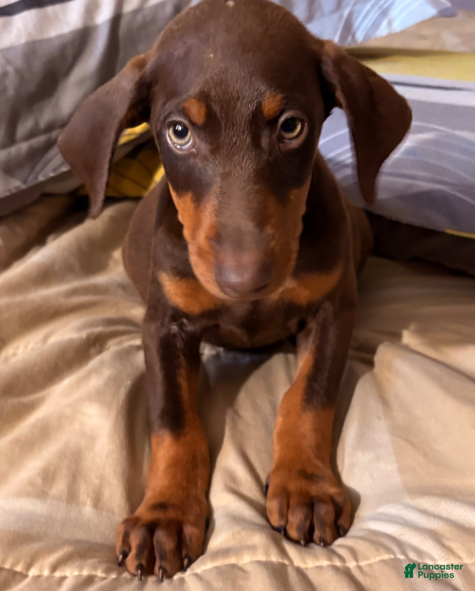 Doberman Pinscher dogs Doberman Pinscher Puppy 2 - Ad 5