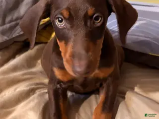 Doberman Pinscher dogs Doberman Pinscher Puppy 2 - Ad 5