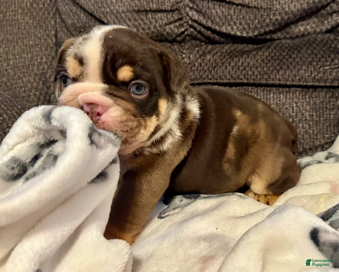English Bulldog dogs for sale: Crunch - Ad 1