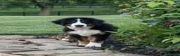 Bernese Mountain Dog dogs for sale: Sasha - Ad 3