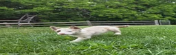 Border Collie dogs for sale: Dottie - Ad 4