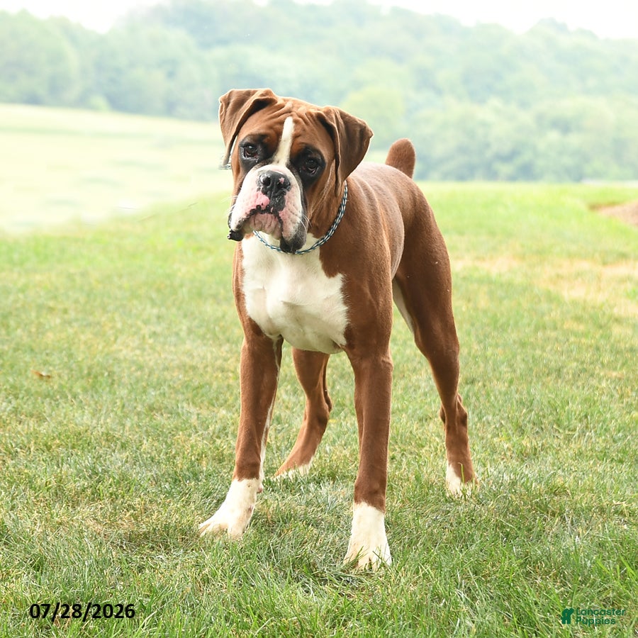 Boxer dogs Chance - Ad 1