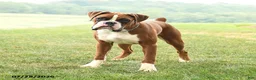 Boxer dogs for sale: Chance - Ad 1