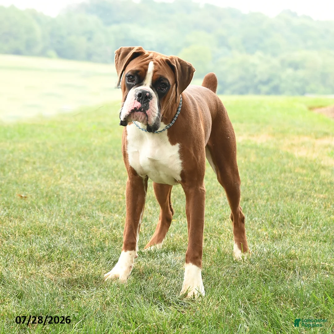 Boxer dogs for sale: Chance - Ad 1