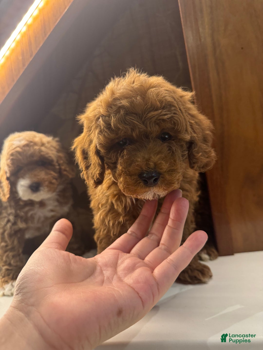 Toy Poodle dogs for sale: Cinnamon  - Ad 3