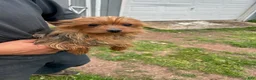 Yorkshire Terrier dogs for sale: Sarah - Ad 5