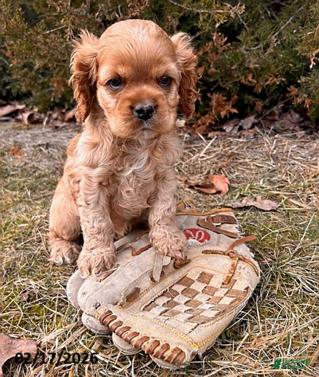 English Cocker Spaniel dogs for sale: Mickey - Ad 3