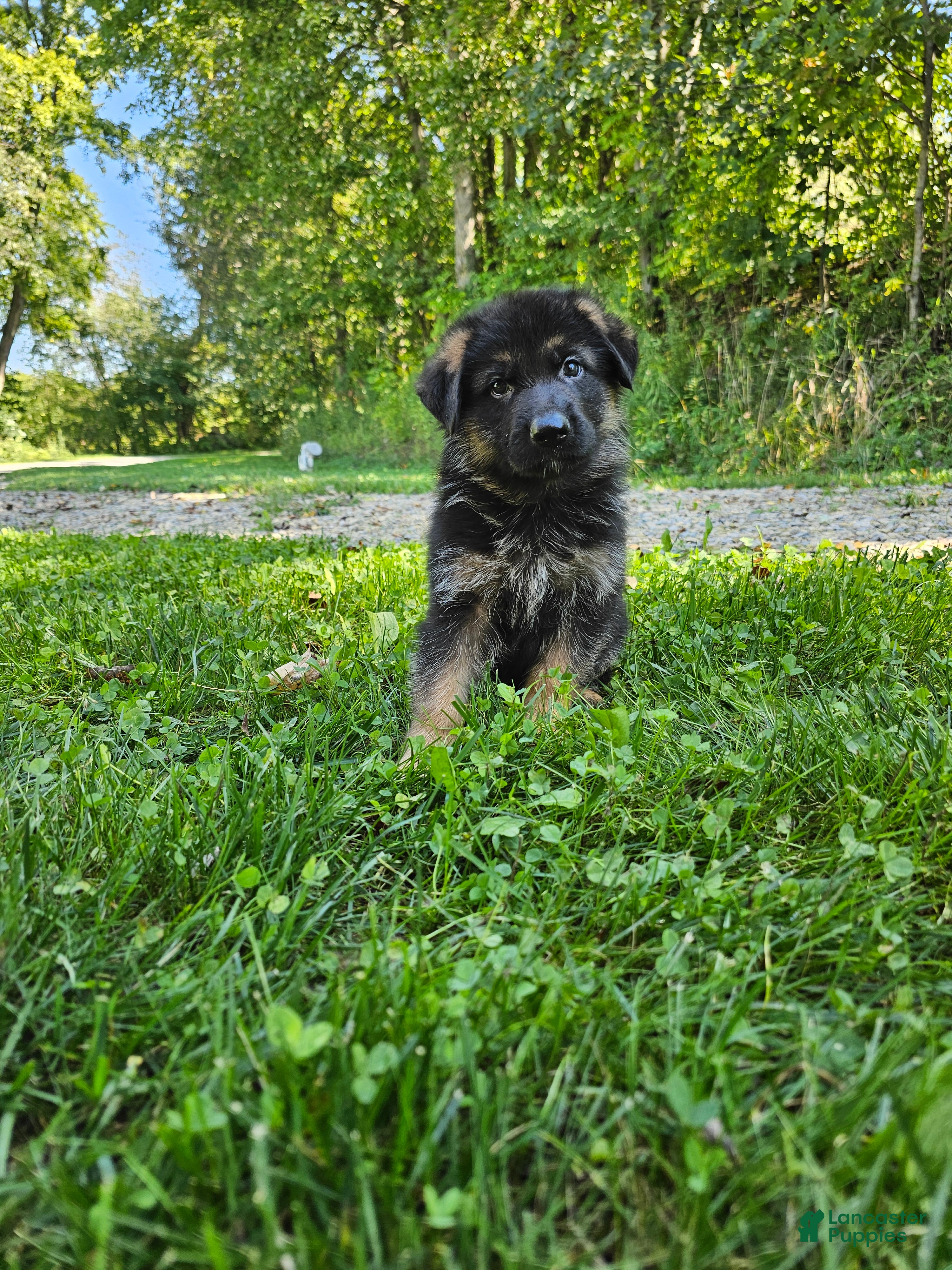 German Shepherd dogs Cooper  - Ad 1