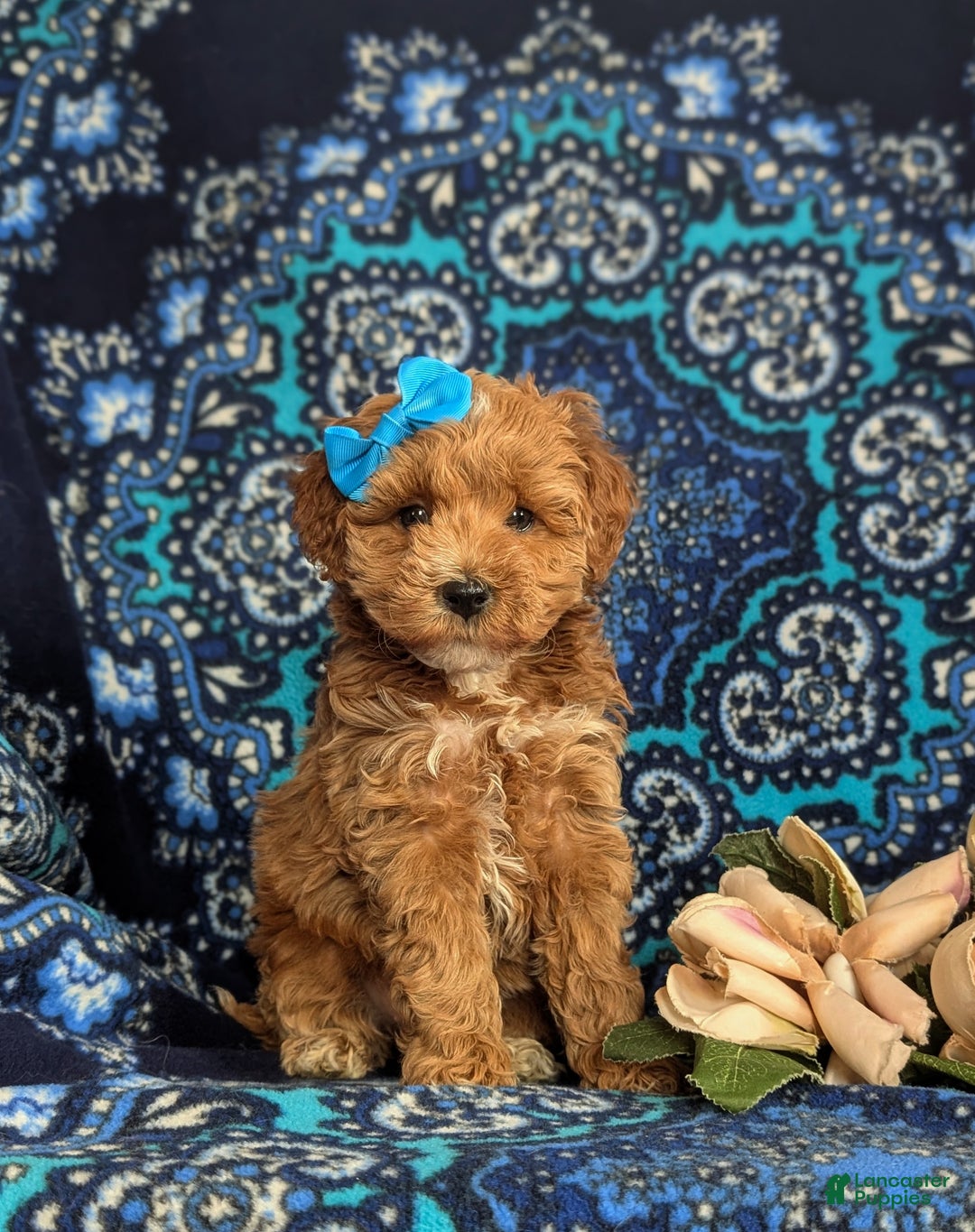 Mini Goldendoodle dogs for sale: Fergie 15 lbs Full grown Hypoallergenic - Ad 3