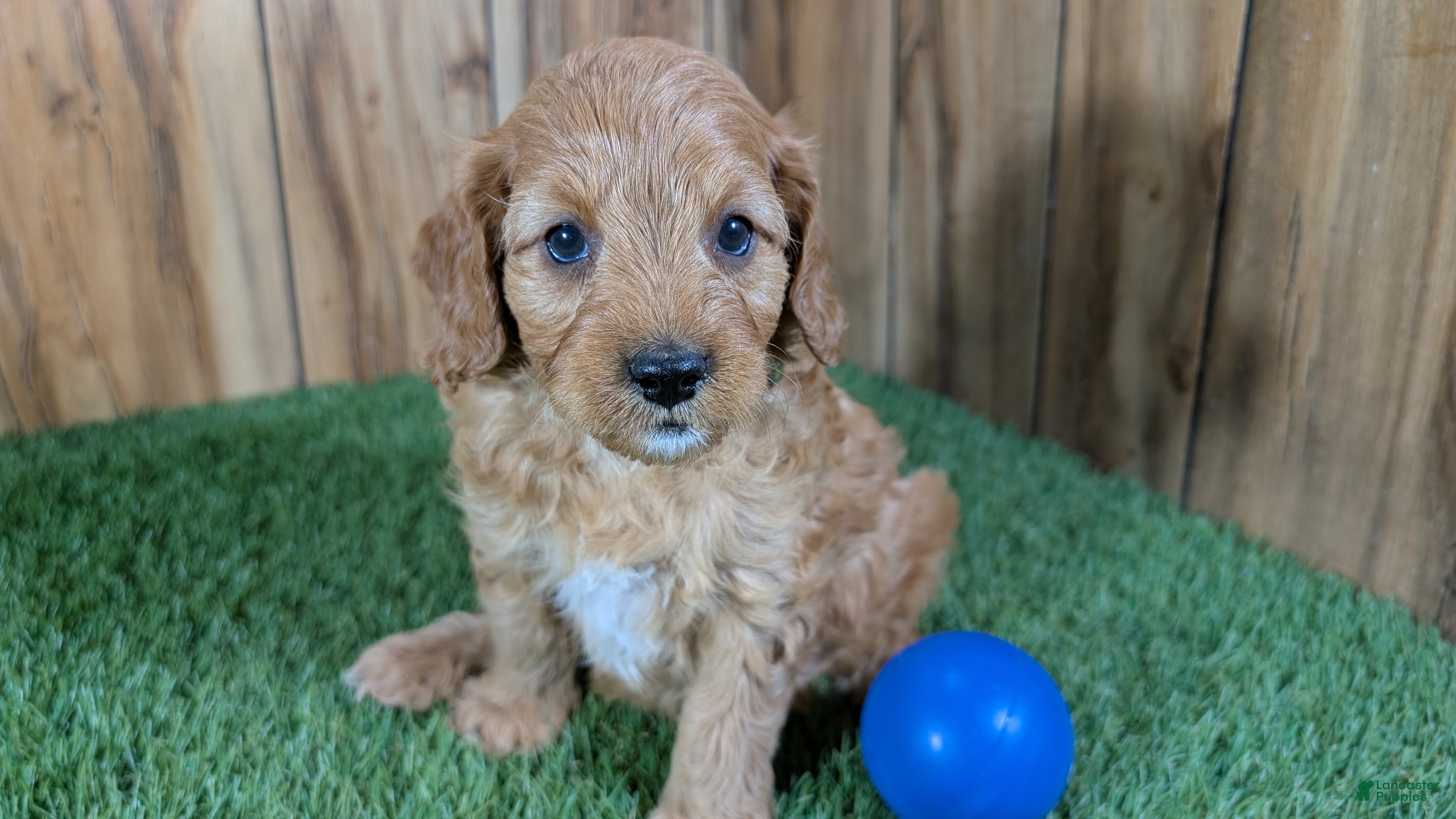 Cavapoo dogs Milly Boy 1 - Ad 24