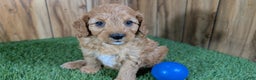 Cavapoo dogs for sale: Milly Boy 1 - Ad 1