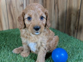 Cavapoo dogs Milly Boy 1 - Ad 23