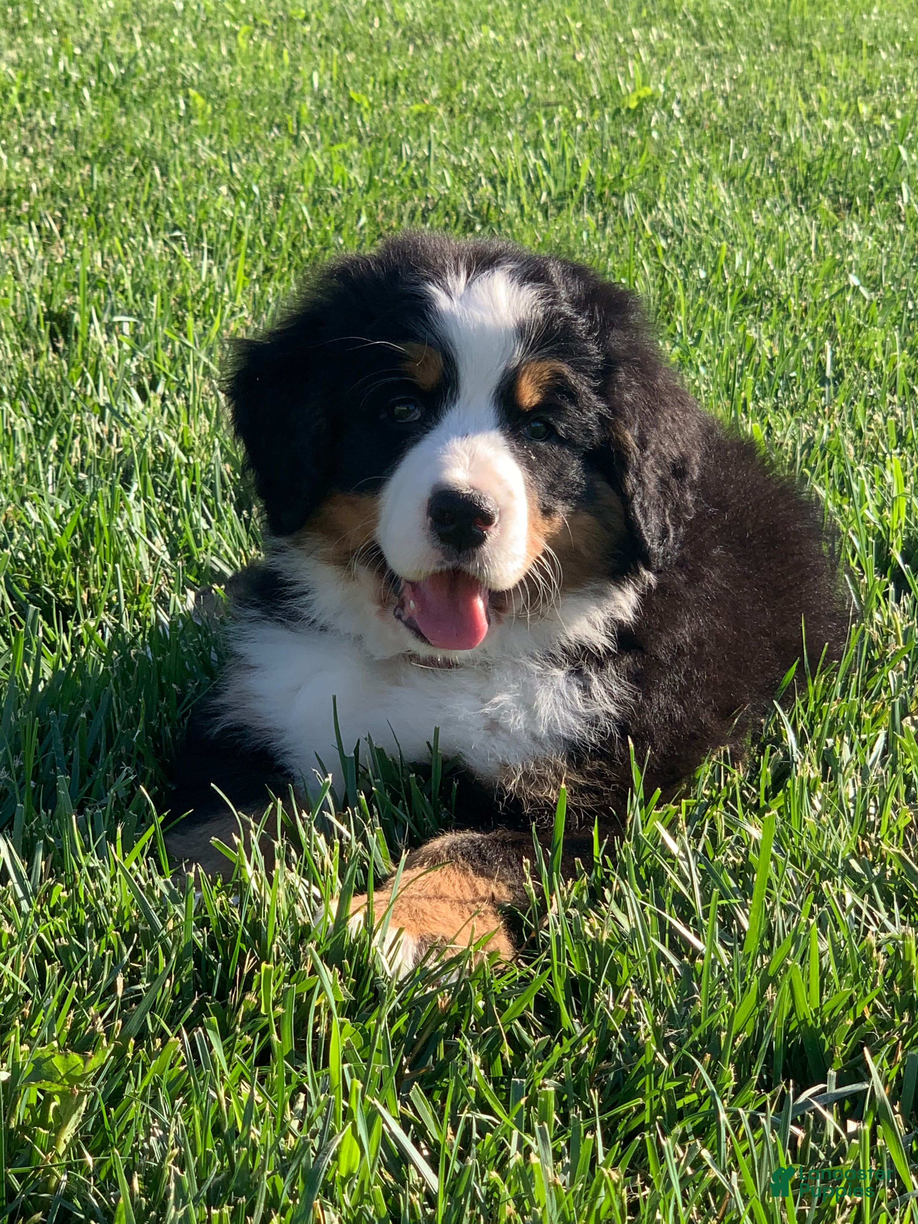Bernese Mountain Dog dogs Fern - Ad 1
