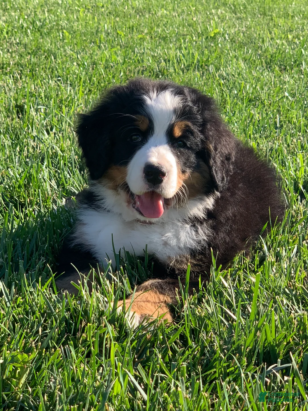 Bernese Mountain Dog dogs for sale: Fern - Ad 1