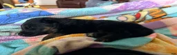 German Shepherd dogs for sale: German Shepherd Puppy 1 - Ad 7