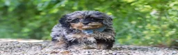 Cavapoo dogs for sale: Sparky - Ad 1