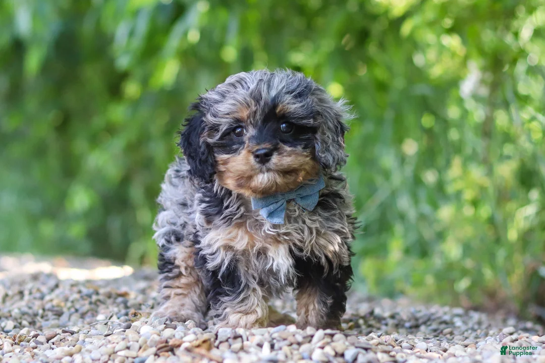 Cavapoo dogs for sale: Sparky - Ad 1