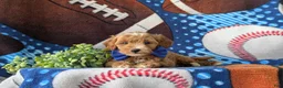 Cockapoo dogs for sale: Braedon Hypoallergenic - Ad 4