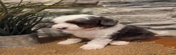 Mini Bernedoodle dogs for sale: ECHO - MALE Mini Bernedoodle 1 - Ad 6
