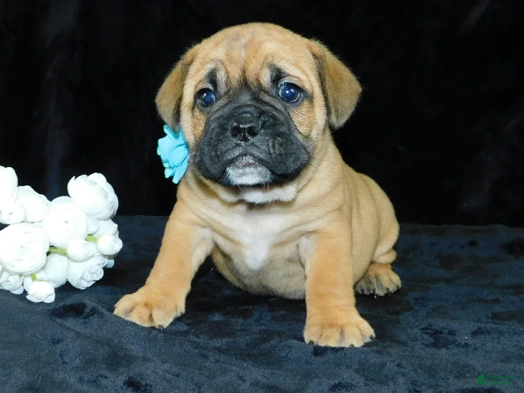 Mixed Breed dogs for sale: Buster - Ad 1