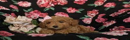 Mini Goldendoodle dogs for sale: Becca Hypoallergenic - Ad 6